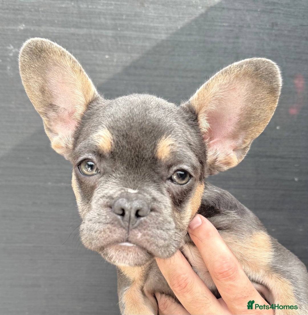 French Bulldog dogs for sale: RUN DONT WALK DOUBLE CHAMPS! A* Boys Lilac & Tan  - Image 10