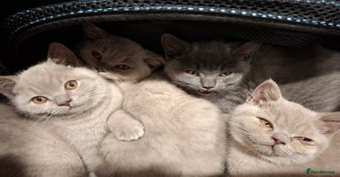 British Shorthair cats - Advert 6