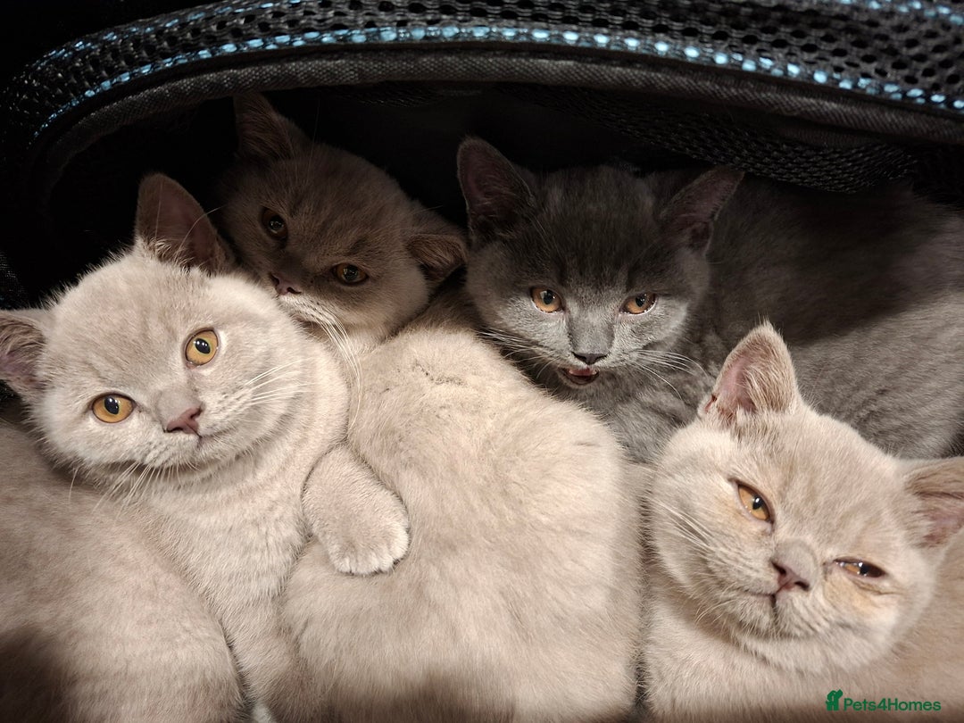 British Shorthair cats for sale: British Blue Short-hair 4 kittens for sale  - Image 3