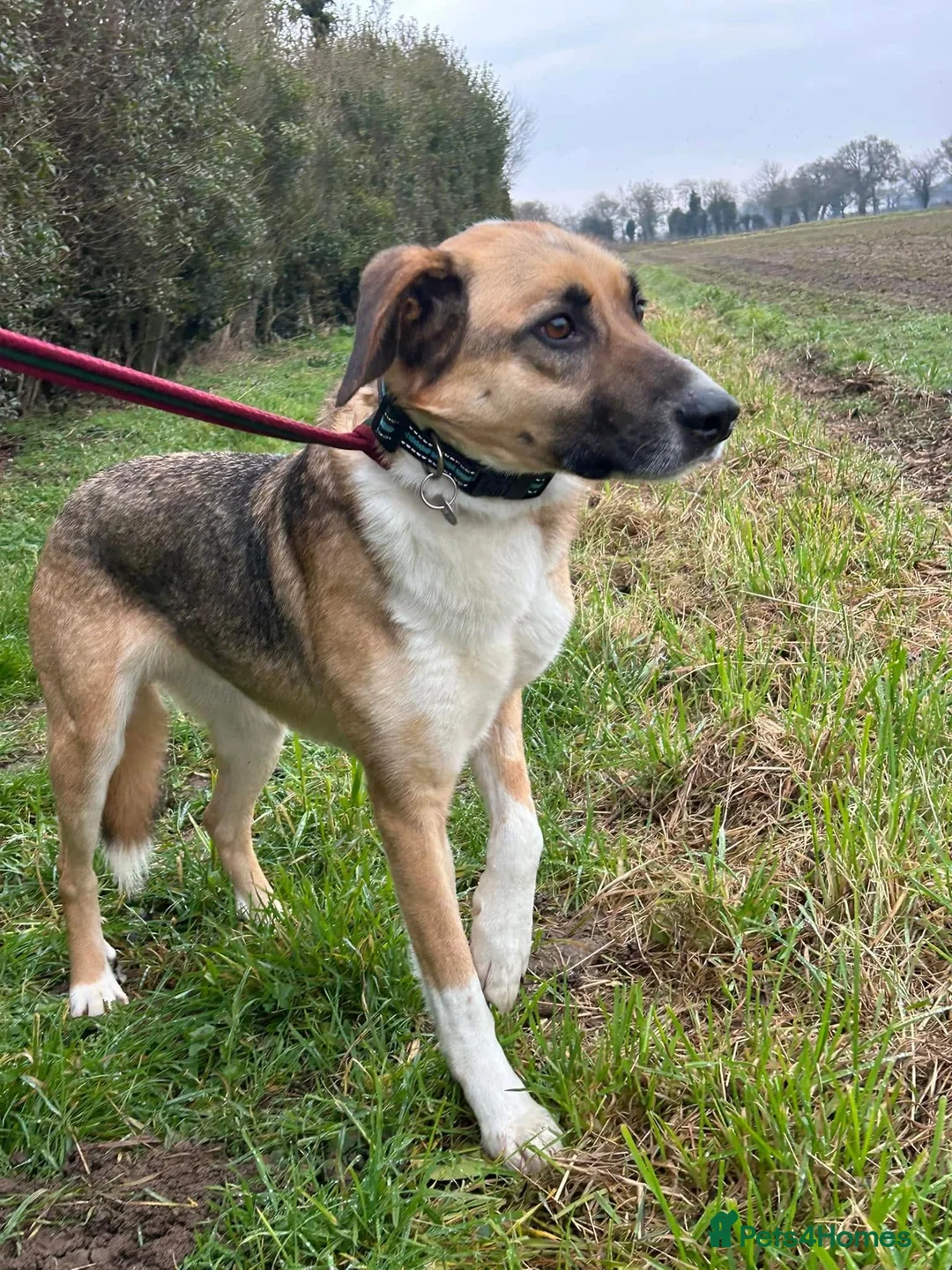 Mixed Breed dogs for adoption: Teddy - Norwich Norfolk  in Norwich - Advert 6