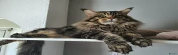 Maine Coon cats for sale: Gorgeous Champion Bloodline Maine Coon Kittens - Advert 2