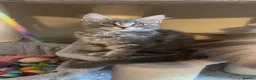 Maine Coon cats for sale: One blue silver mainecoon girl left  - Advert 3