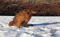 Golden Retriever dogs for sale: KC reg Golden retriever puppies - Image 5