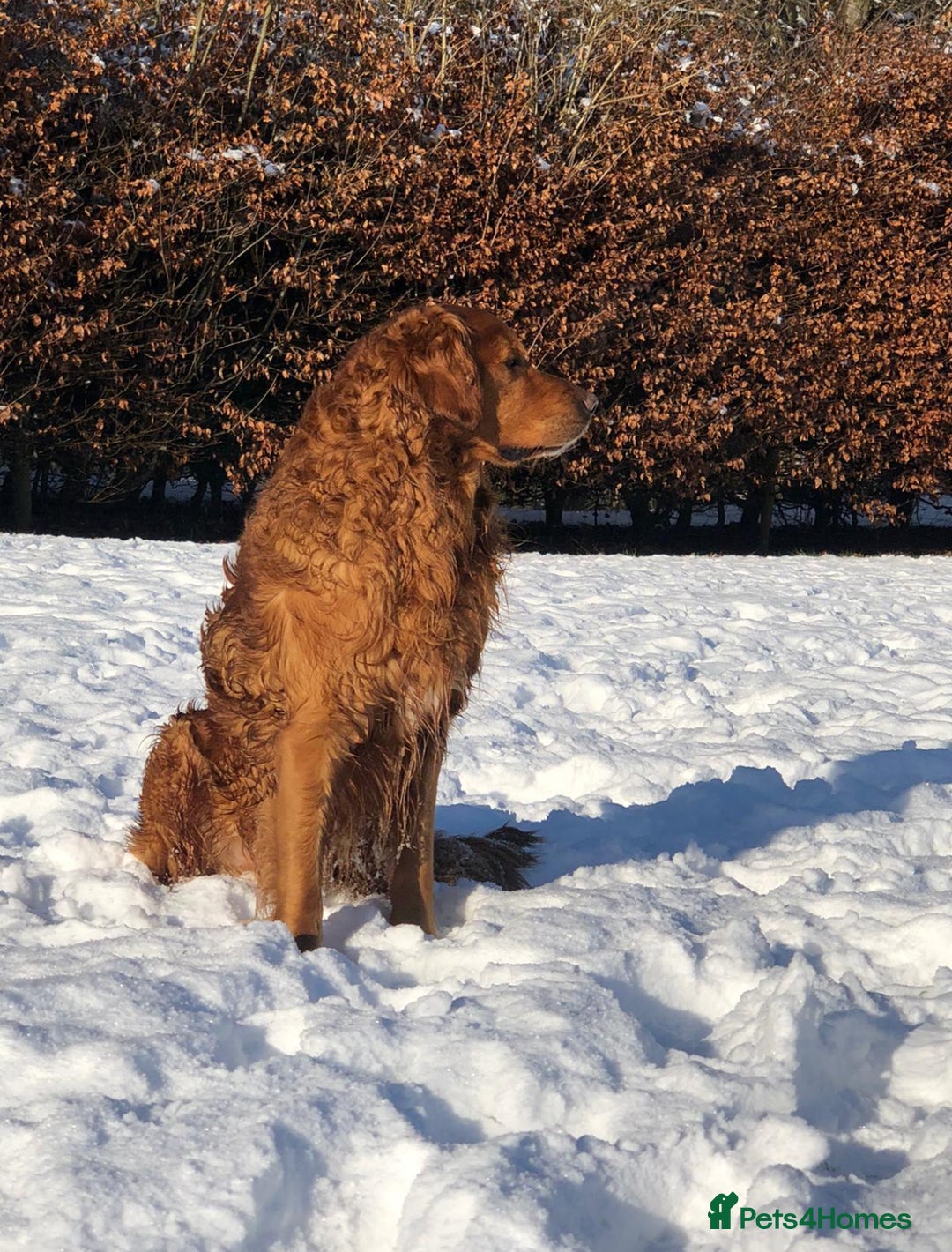 Golden Retriever dogs for sale: KC reg Golden retriever puppies - Image 5