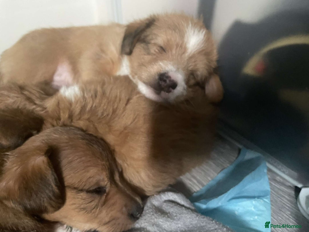 Mixed Breed dogs for sale: Beautiful YorkieRussell pups for sale! Small size  - Image 8