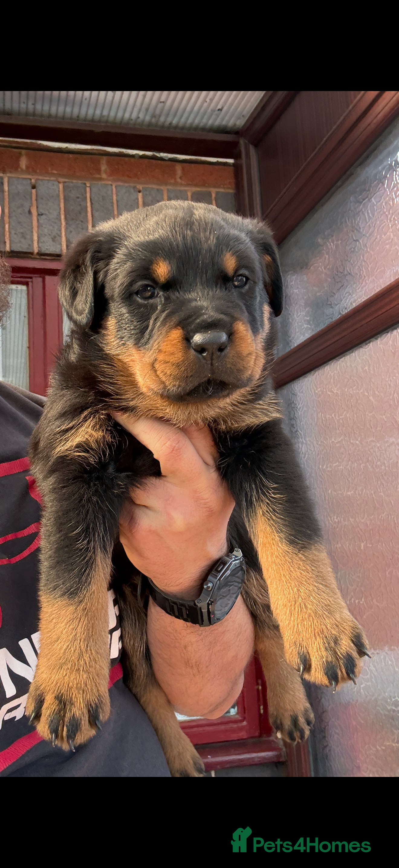 Rottweiler dogs Rottweiler Last Beautiful Girl available  - Advert 1