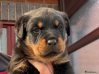 Rottweiler dogs Rottweiler Last Beautiful Girl available - Advert 1