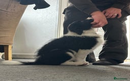 Border Collie dogs for sale: Last 2 girls left !!! International Champion line - Image 17
