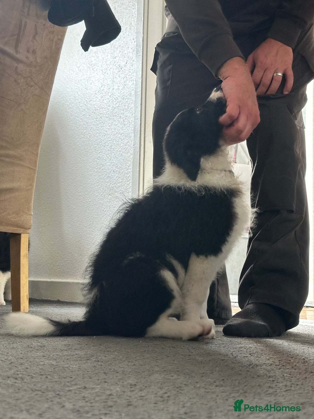 Border Collie dogs for sale: Last 2 girls left !!! International Champion line - Image 17