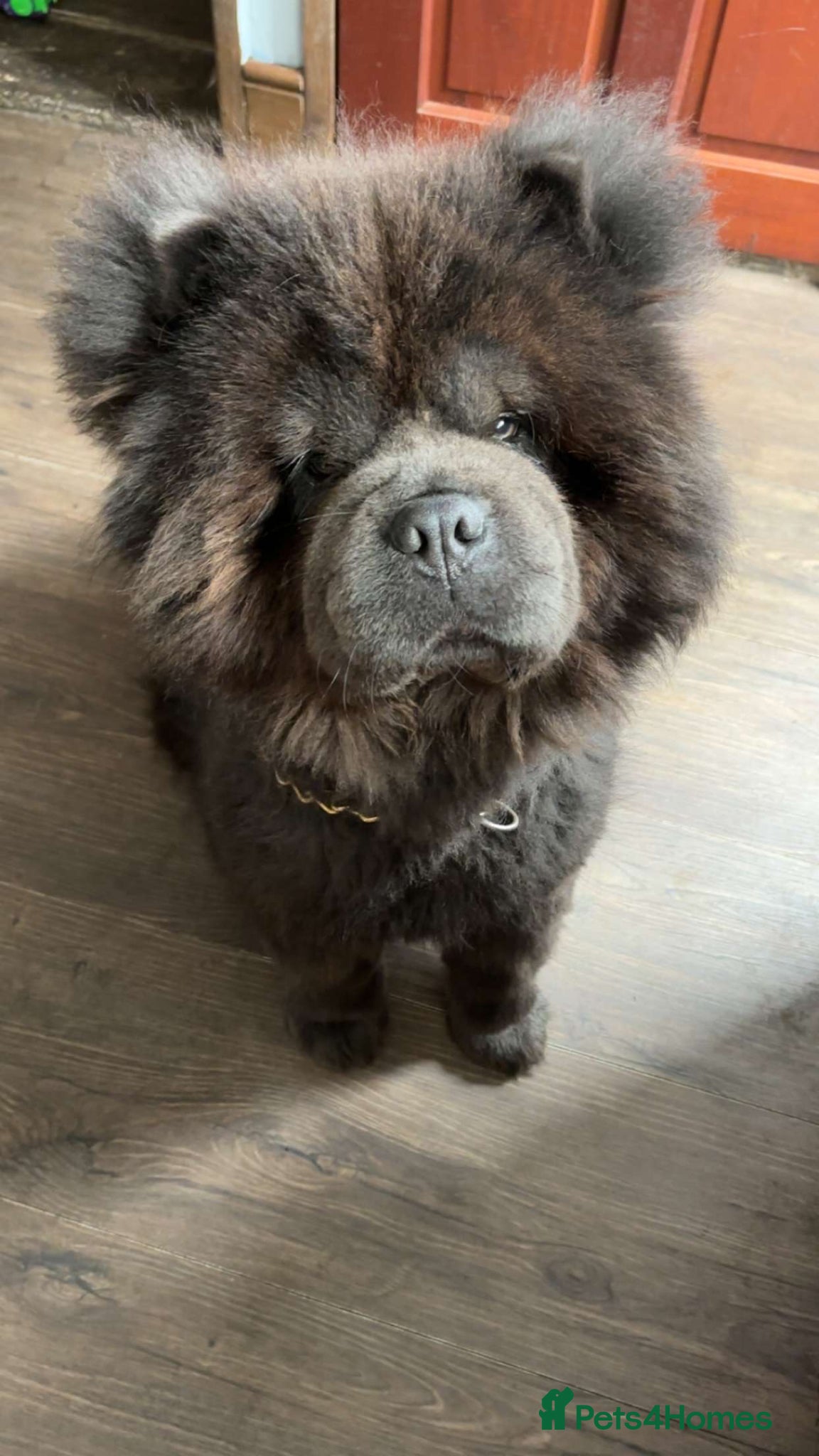 Chow Chow dogs Entire male for sale 2 years  - Advert 5
