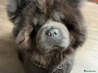 Chow Chow dogs Entire male for sale 2 years - Advert 1