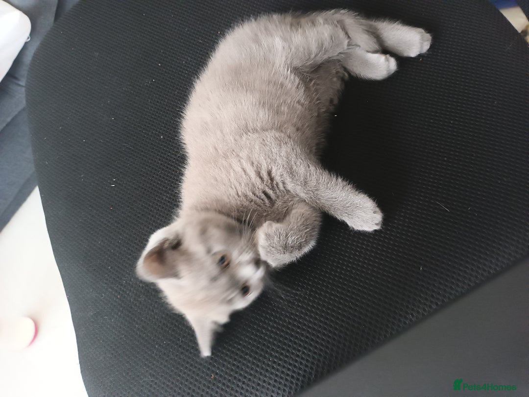 British Shorthair cats for sale: ONLY ONE FEMALE BRITISH SHORTHAIR LEFT - Image 19