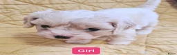 Cavapoo dogs for sale: Beautiful F1 Cavapoo Puppies Ready From 6th June  in London - Advert 2