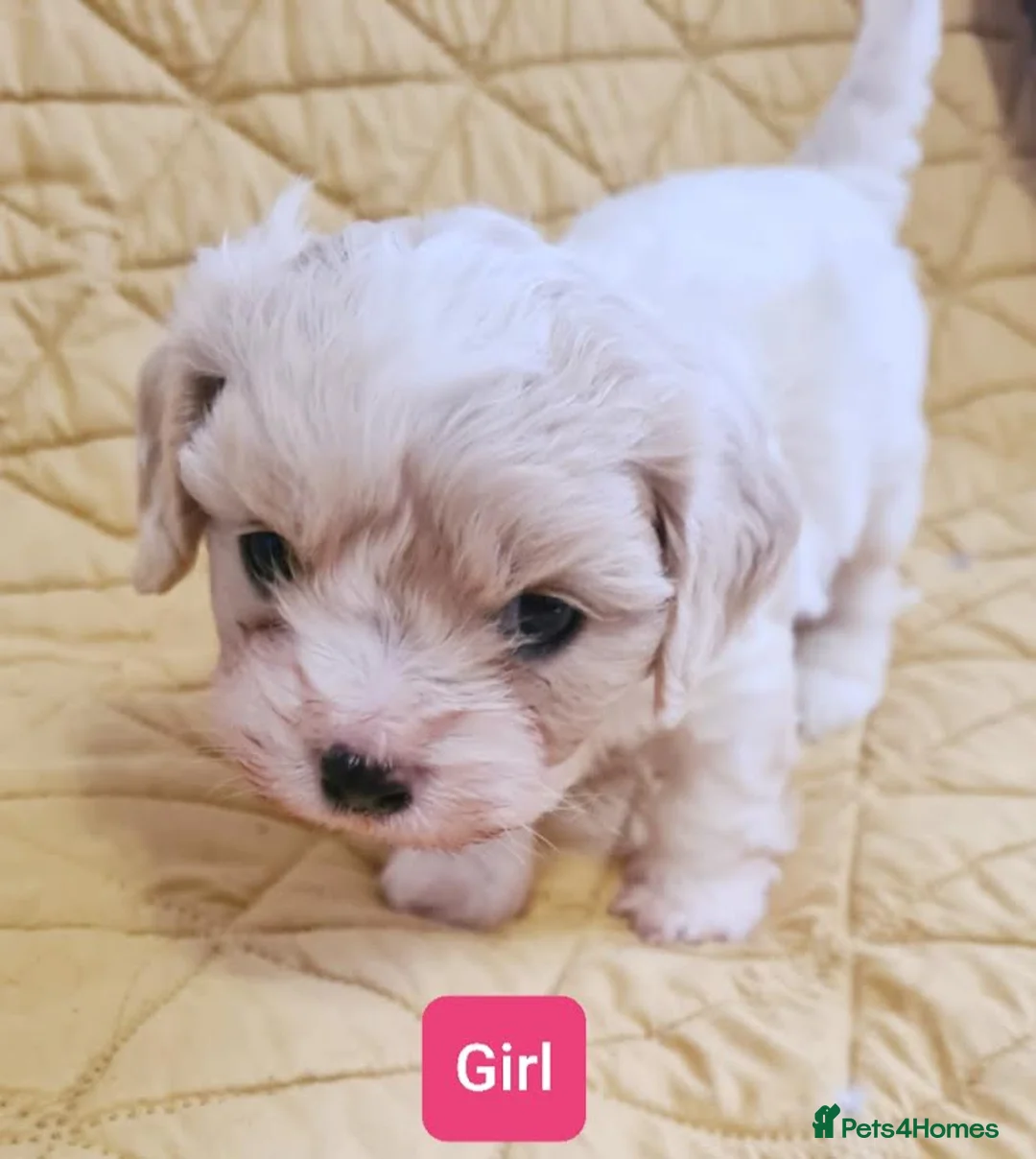 Cavapoo dogs for sale: Beautiful F1 Cavapoo Puppies Ready From 6th June  in London - Advert 2