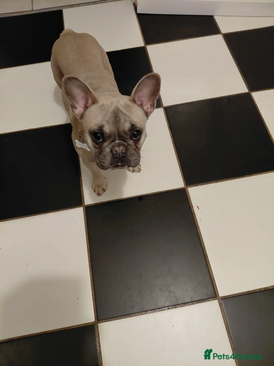 French Bulldog dogs for sale: Female french bulldog in Nottingham - Advert 2