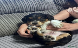 Mixed Breed dogs for sale: Border doodle - Image 24