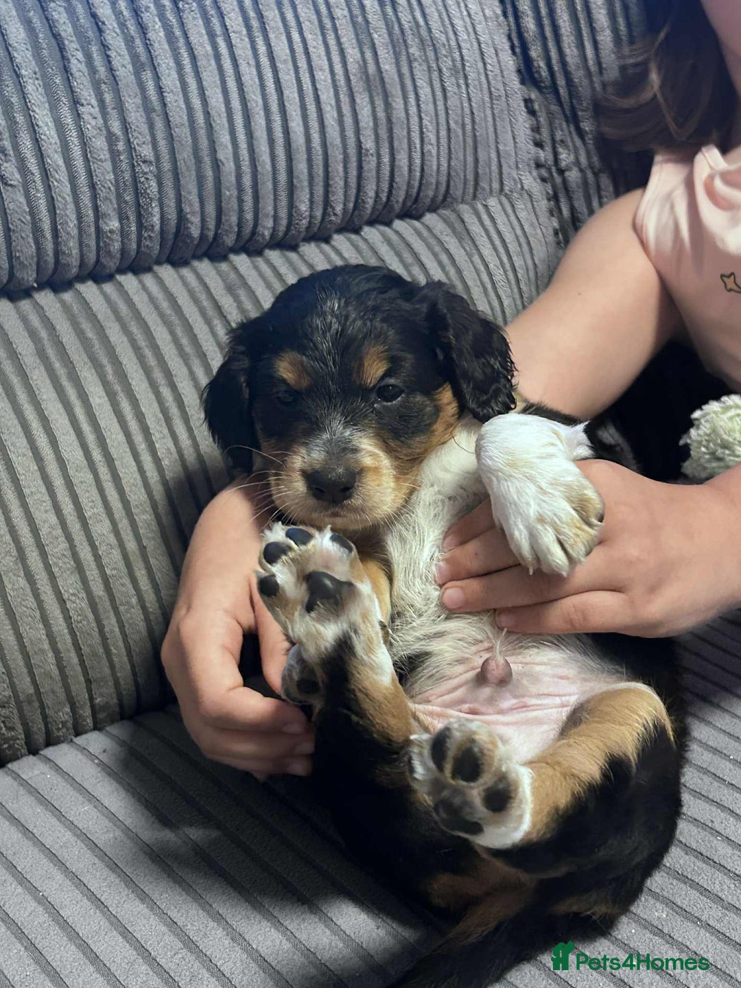 Mixed Breed dogs for sale: Border doodle - Image 24