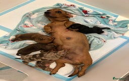 Miniature Dachshund dogs for sale: Multi coloured litter - Image 23