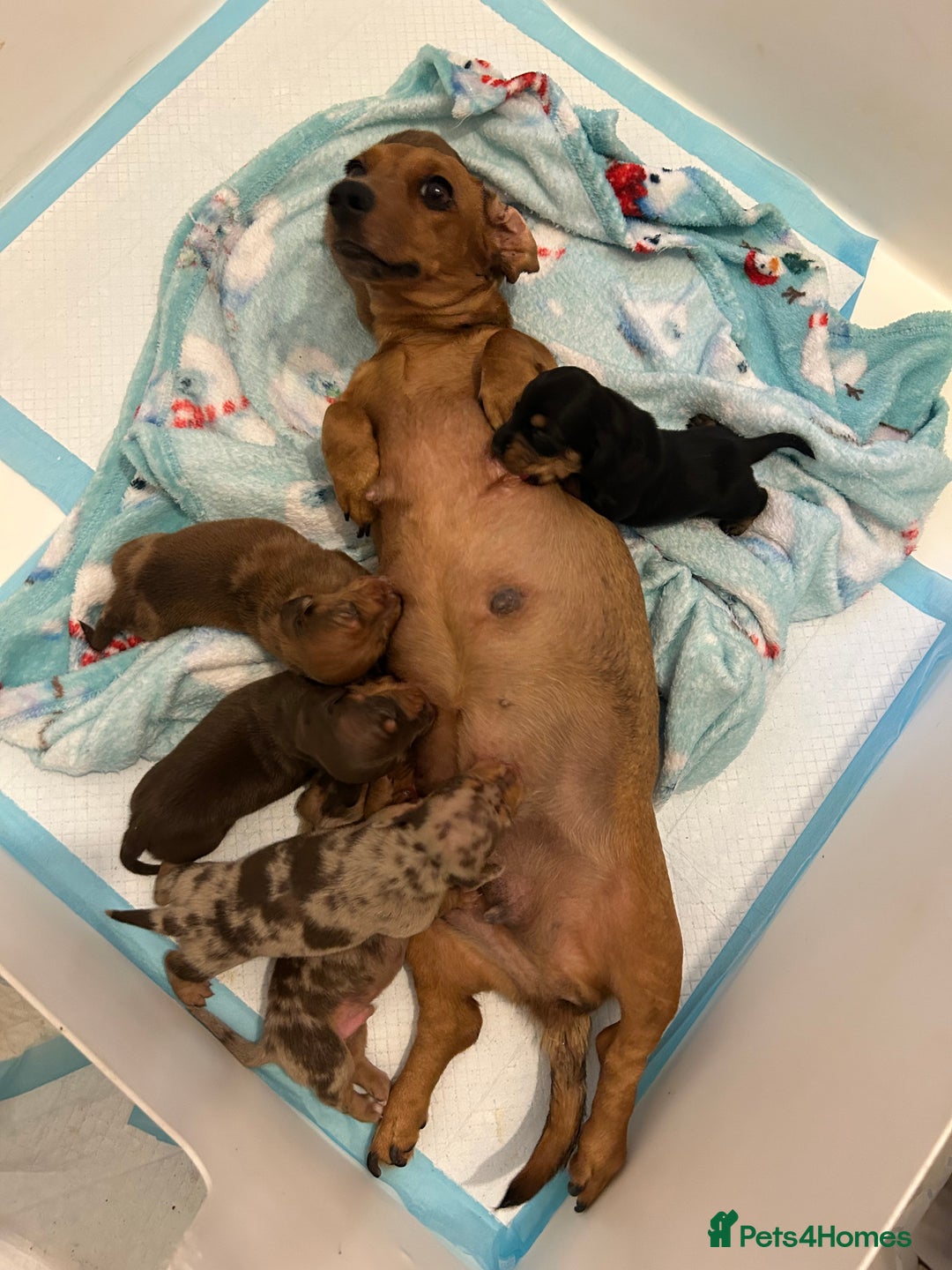 Miniature Dachshund dogs for sale: Multi coloured litter - Image 23
