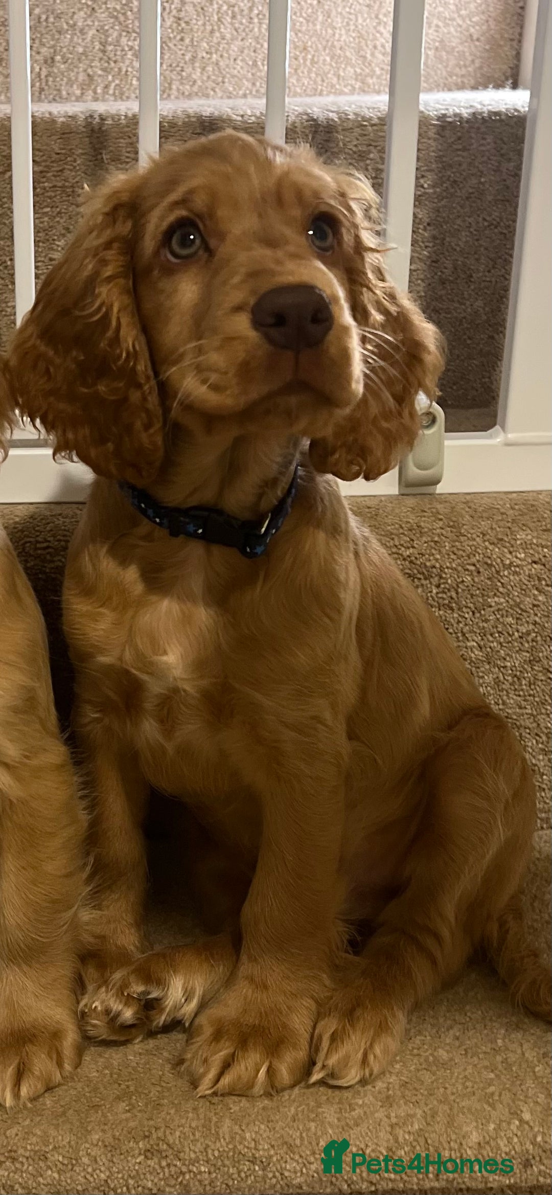 Cocker Spaniel dogs for sale: Male Show Cocker Spaniel - Advert 3