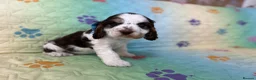 Cocker Spaniel dogs for sale: Kc registered Show cockers Ready Now - Advert 7