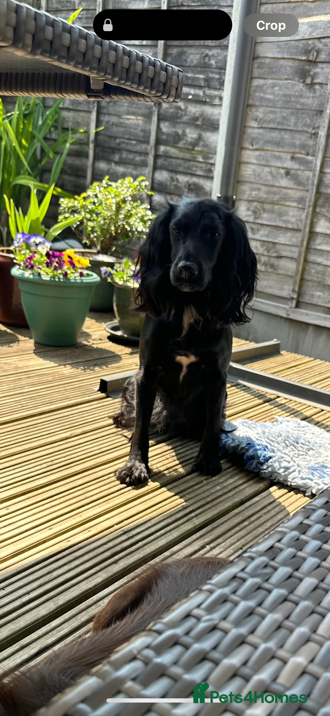 Sprocker dogs for sale: Sprocker puppies due early march - Advert 5