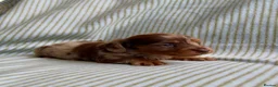 Miniature Dachshund dogs for sale: Miniature long haired dachshund  in Leeds - Advert 11