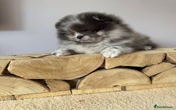 Pomeranian dogs for sale: Lilac merle Pomeranian  - Image 2