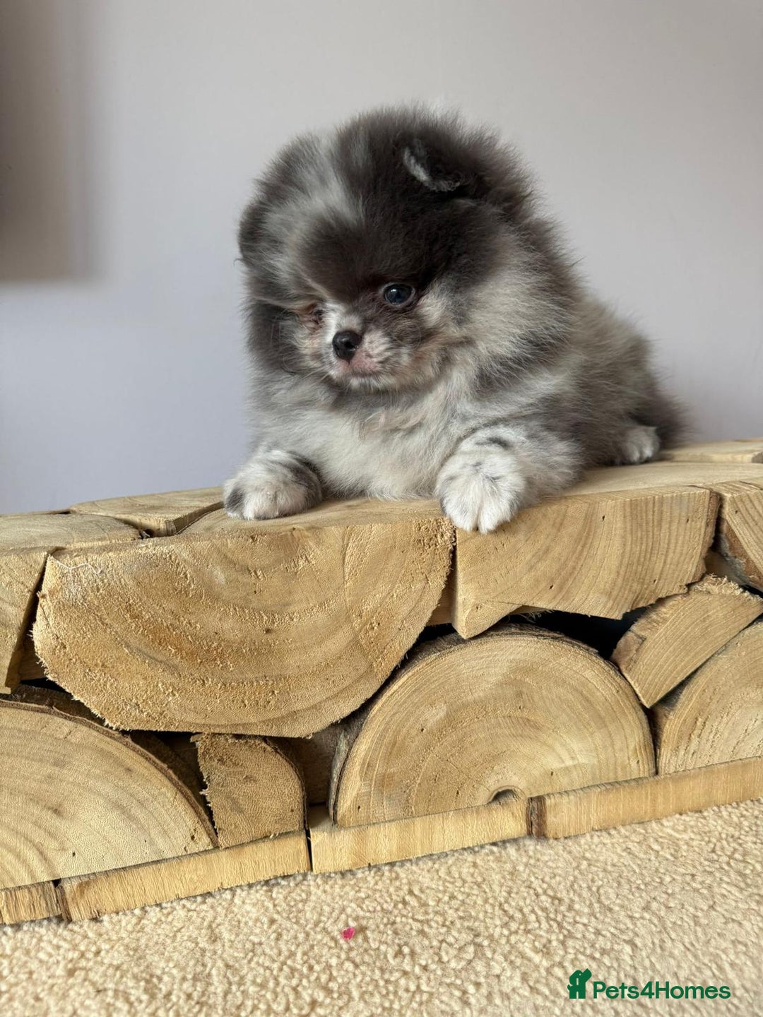 Pomeranian dogs for sale: Lilac merle Pomeranian  - Image 2