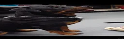 Rottweiler dogs for stud: Rottweiler stud  - Advert 3