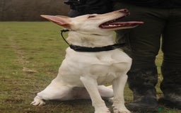Belgian Shepherd Dog dogs for sale: ZYLA - Belgian Malinois - Image 6