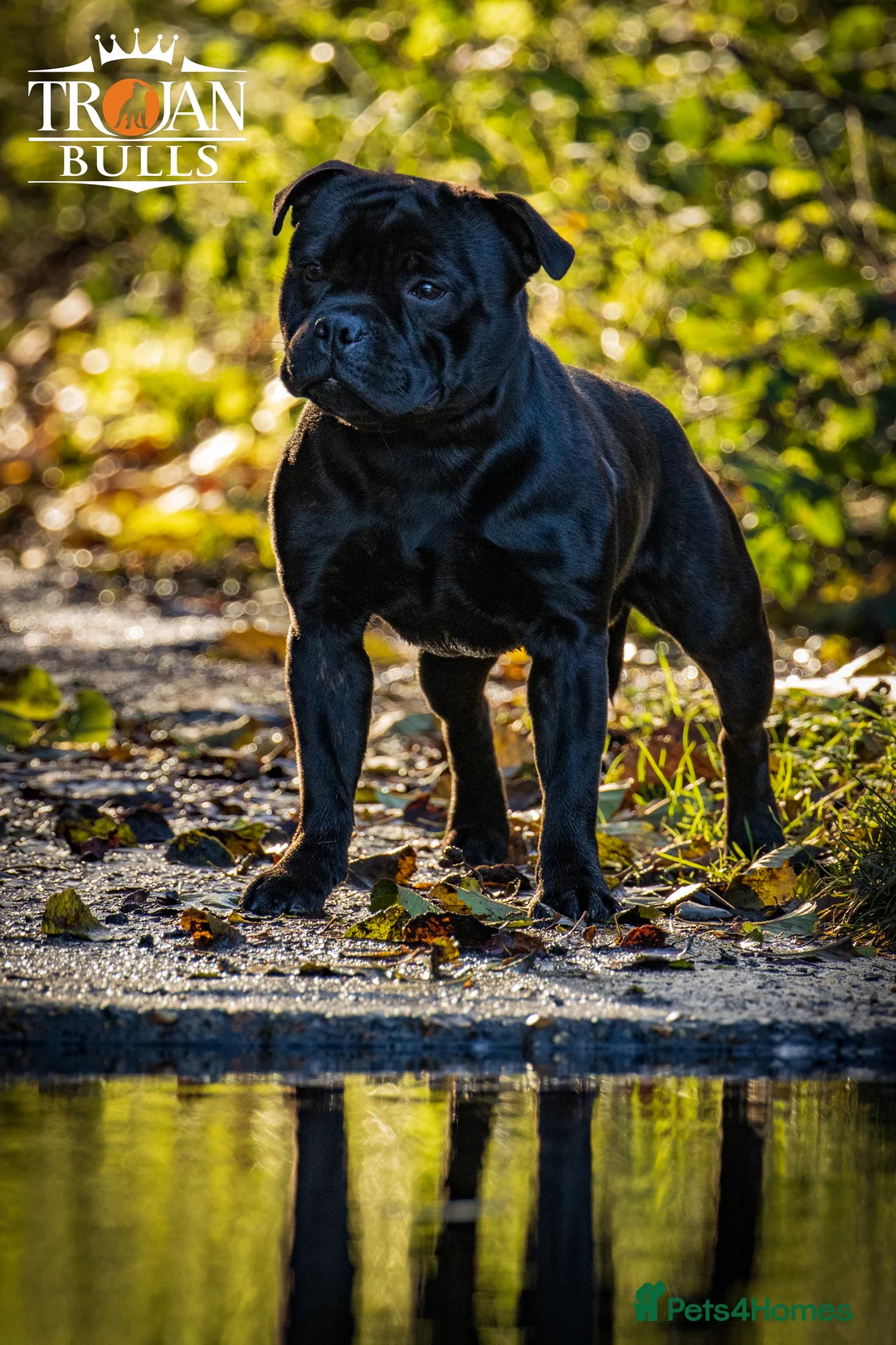 Staffordshire Bull Terrier dogs for stud: 🏆CHAMPION MICA AVAILABLE FOR STUD🏆 in Basingstoke - Advert 2