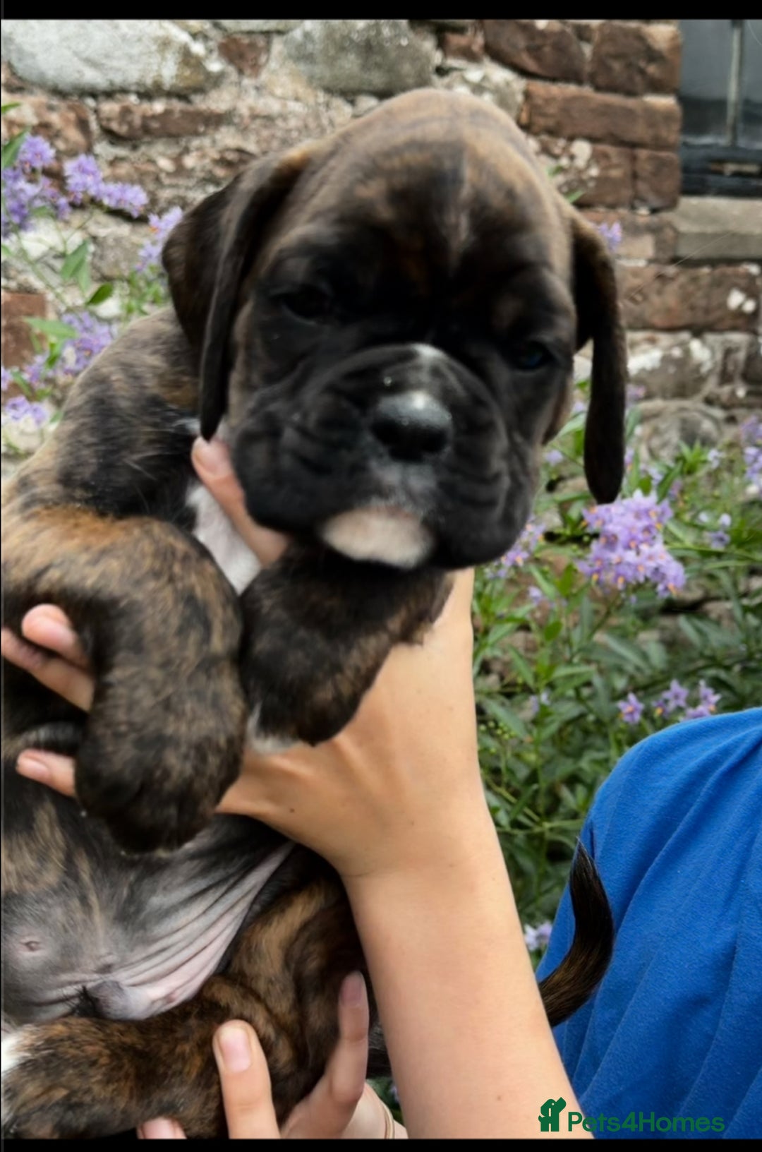 Boxer dogs for sale: Gorgeous boxer puppies from health tested parents  - Image 8
