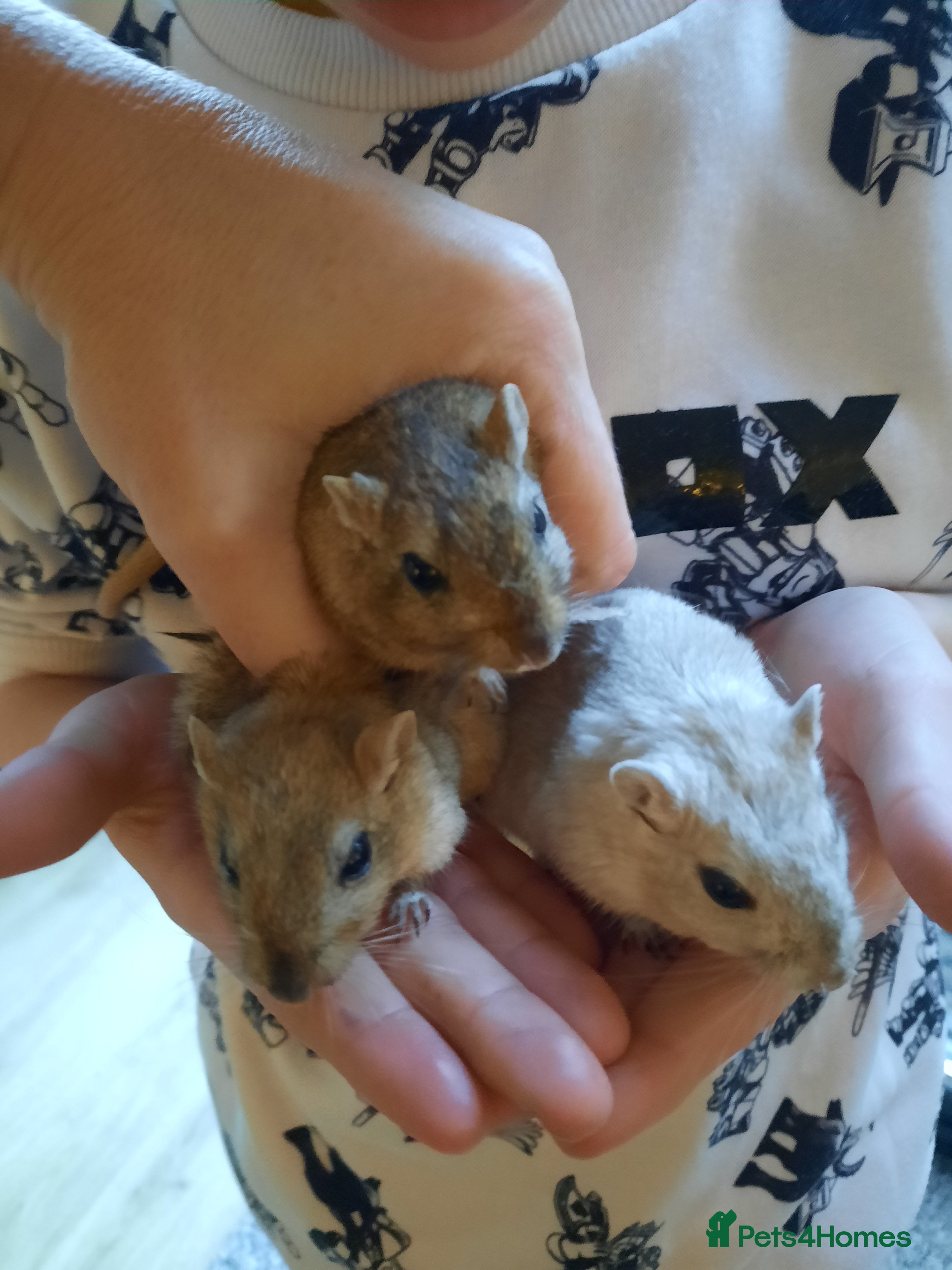 Gerbil rodents 3 female gerbils with tank, food, bedding etc - Advert 4