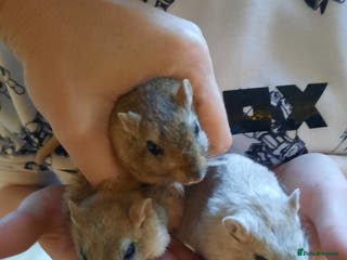 Gerbil rodents 3 female gerbils with tank, food, bedding etc - Advert 17