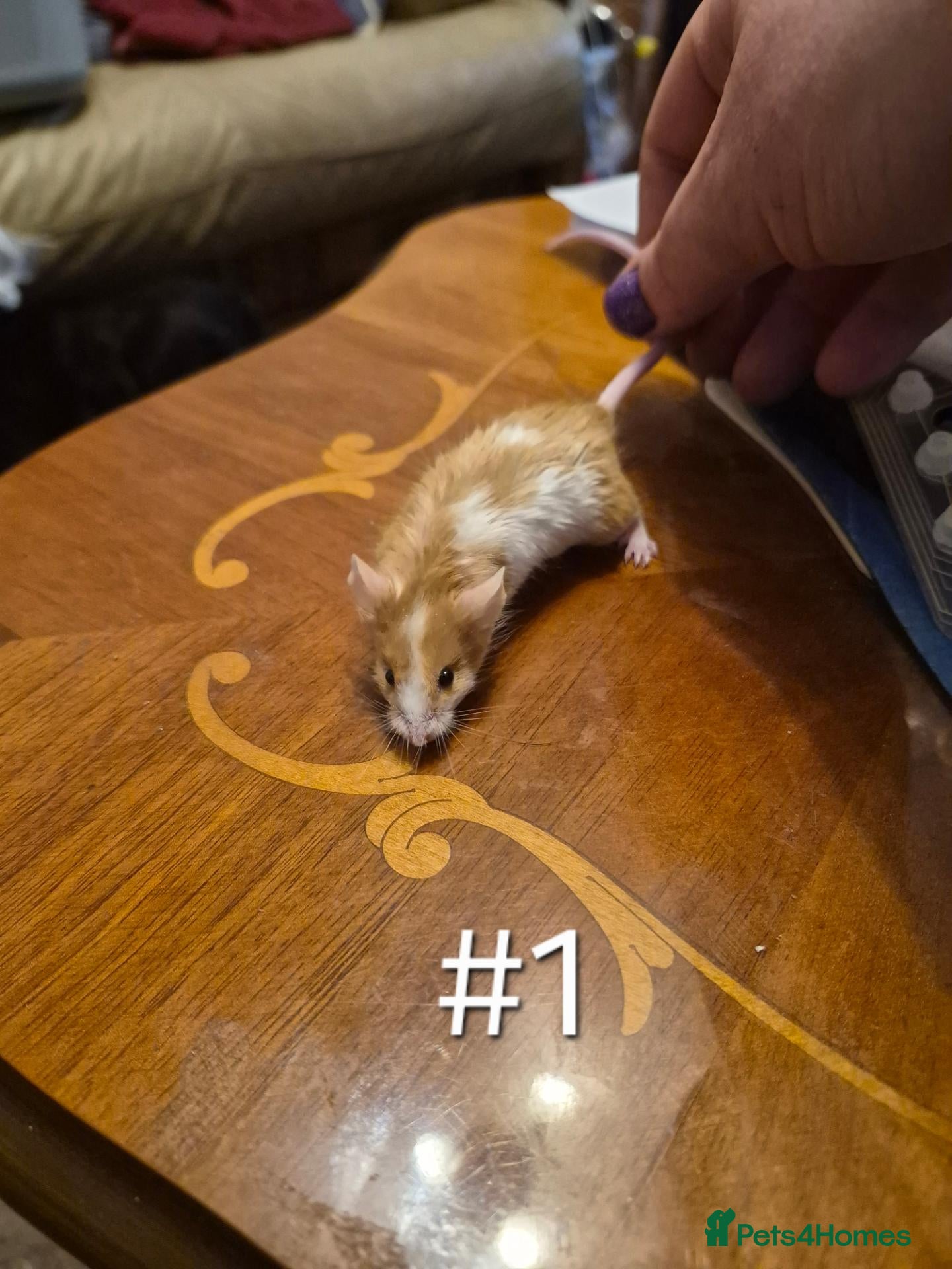 Mouse rodents 4 Cute Female Baby Fancy Mice - Advert 1