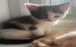 Mixed Breed cats for sale: beautiful kittens looking for loving forever homes - Image 9