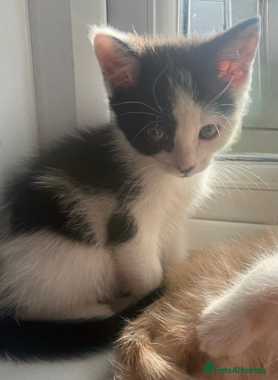 Mixed Breed cats for sale: beautiful kittens looking for loving forever homes - Image 9