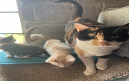 Mixed Breed cats for sale: Calico Grey, Pale Ginger & White ready now - Image 11
