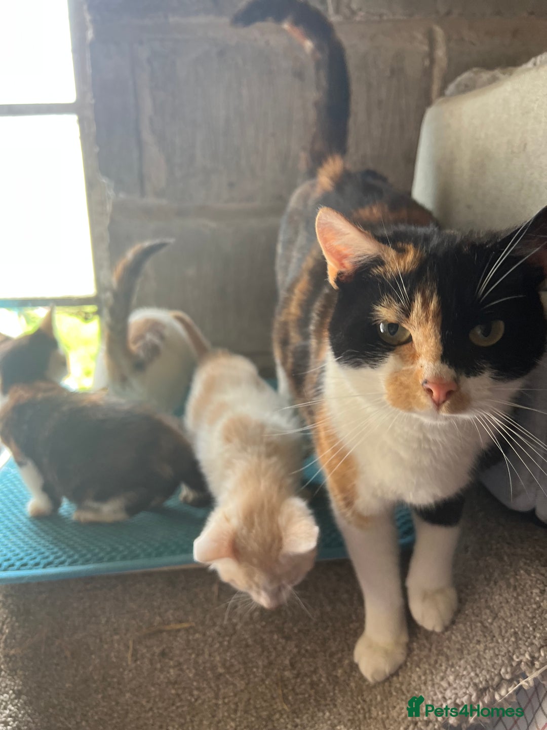 Mixed Breed cats for sale: Calico Grey, Pale Ginger & White ready now - Image 11