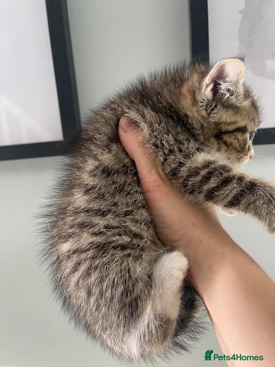 Mixed Breed cats for sale: Half Persian kittens available  - Advert 8