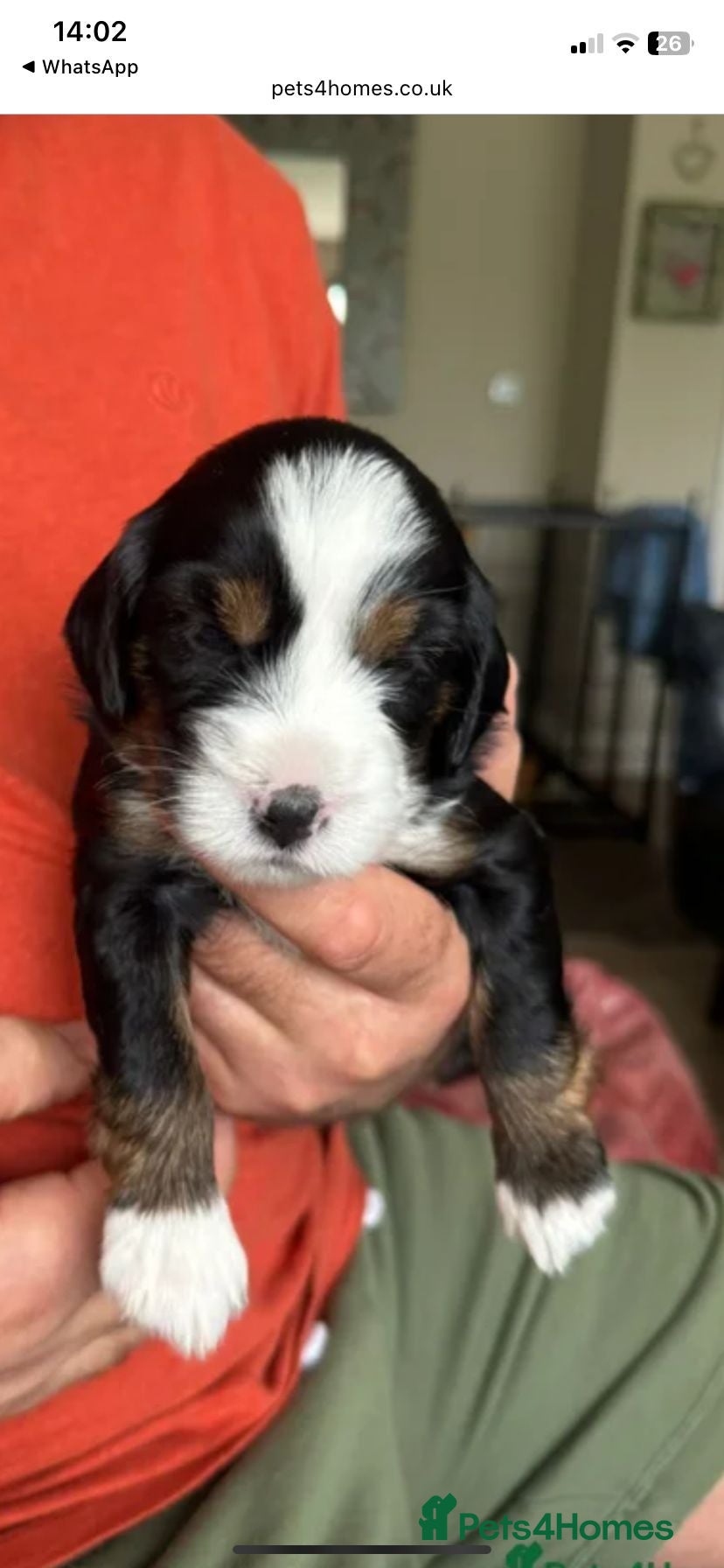 Tibetan Terrier dogs 7 tibetan terrier puppies.  - Advert 1
