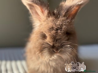 Angora rabbits Fully Vaccinated Pedigree Angoras Ready to Reserve - Advert 4