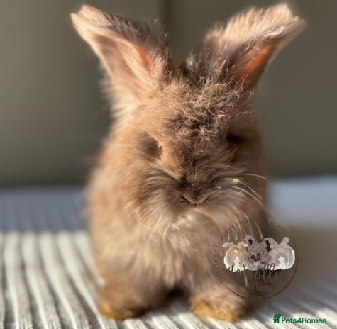 Angora rabbits Fully Vaccinated Pedigree Angoras Ready to Reserve - Advert 1