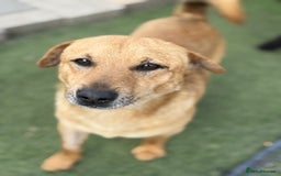 Mixed Breed dogs for adoption: Cute Jerry Needs Love  - Image 12