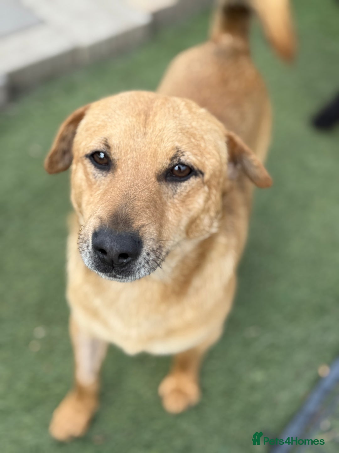 Mixed Breed dogs for adoption: Cute Jerry Needs Love  - Image 12