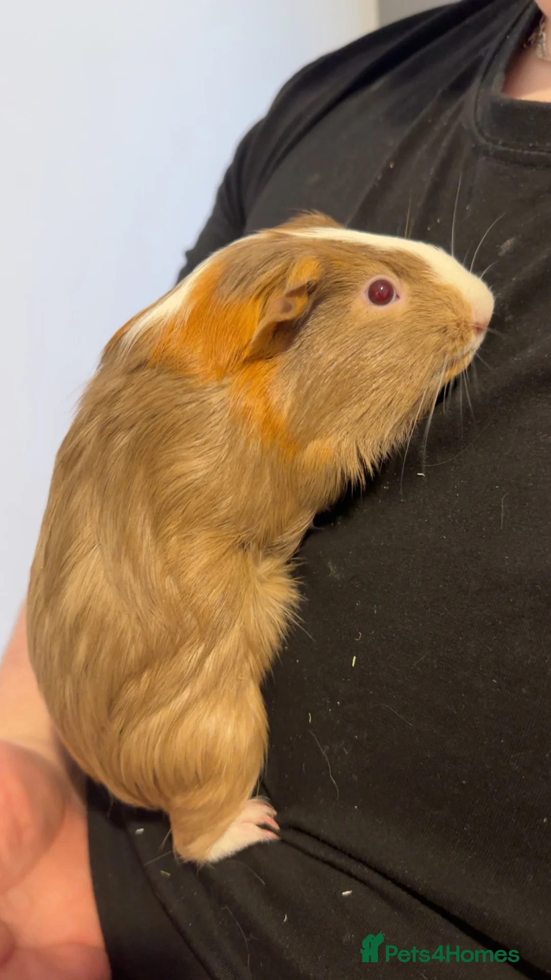 Guinea Pig rodents for sale: Male Guinea pig for sale  in Stockton-on-Tees - Advert 6