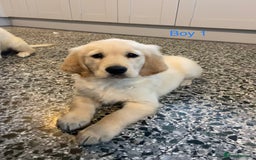 Golden Retriever dogs for sale: KC Registered Golden Retriver Puppies - Image 6