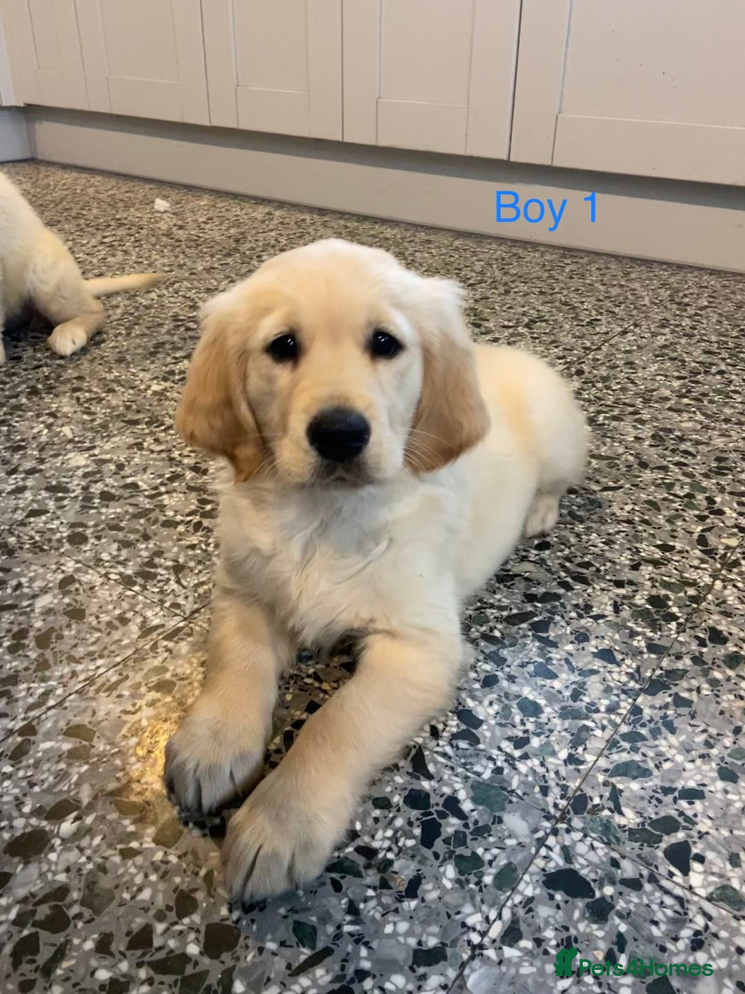 Golden Retriever dogs for sale: KC Registered Golden Retriver Puppies - Image 6