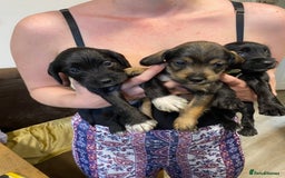 Mixed Breed dogs for sale: Schnauzer mixed breed  - Image 4